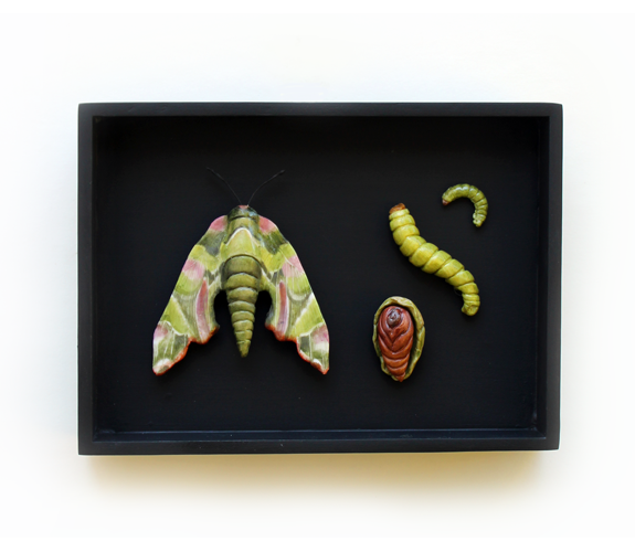 "Moth Variety Pack" - Loralin Toney